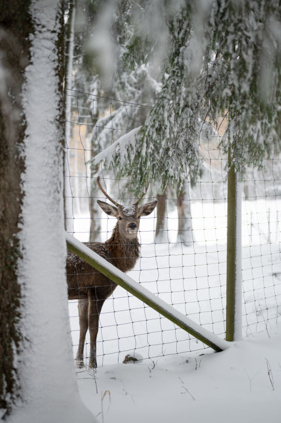Hirsch im Schnee im Naturpark Hohe Wand, Niederösterreich