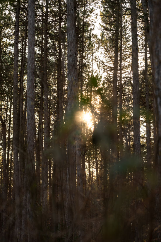 Winterwald am Weg zu den Sesselbäumen in Ternitz