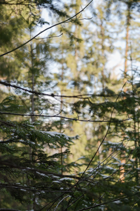 Schneebedeckte Nadelbäume im Wald bei Breitenstein, Wanderung zur Luckerten Wand