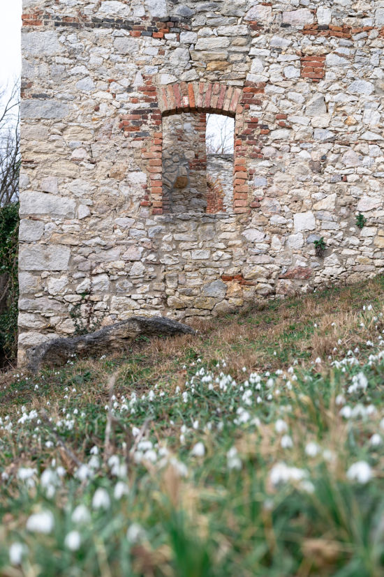 Mauer der Johanneskapelle im Naturpark Wüste Mannersdorf, mit Schneeglöckchen im Vordergrund