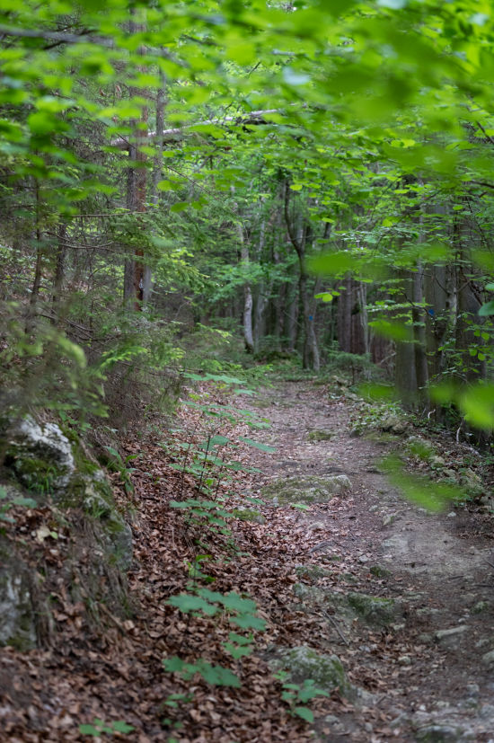 Waldweg in Richtung Annenruh bei Scheiblingkirchen