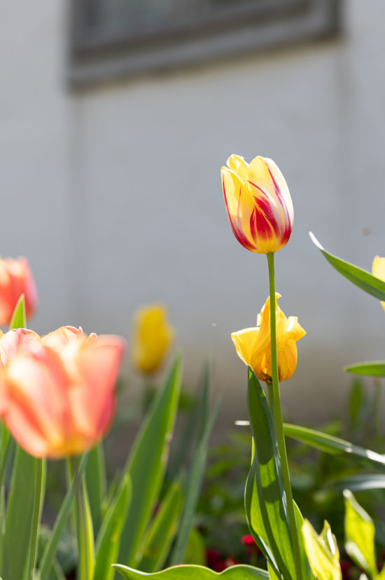 Tulpe im Bauerngarten im Museumsdorf Niedersulz