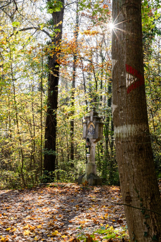 Wienerwald im Herbst bei der Wanderung zur Ruine Rauheneck
