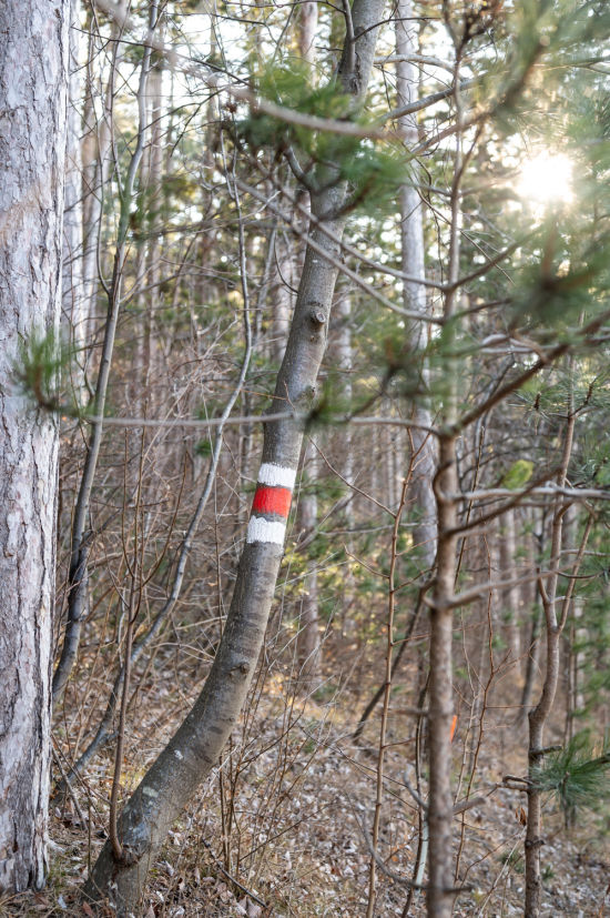 Waldweg auf der Wanderung zur Warmen Lucke