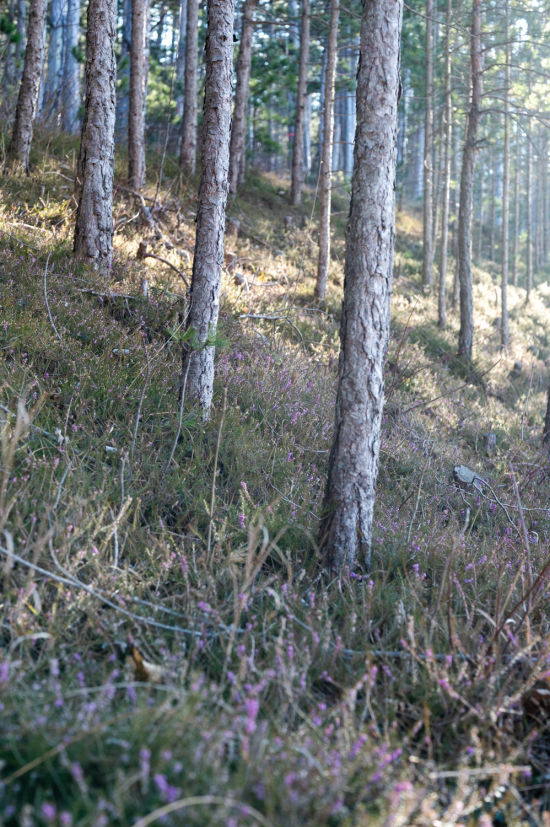 Waldweg mit Schneeheide, Wanderung zum Naturdenkmal Warme Lucke