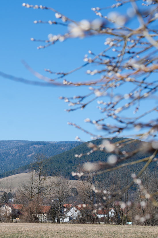 Palmkatzerl und Blick auf Sieding
