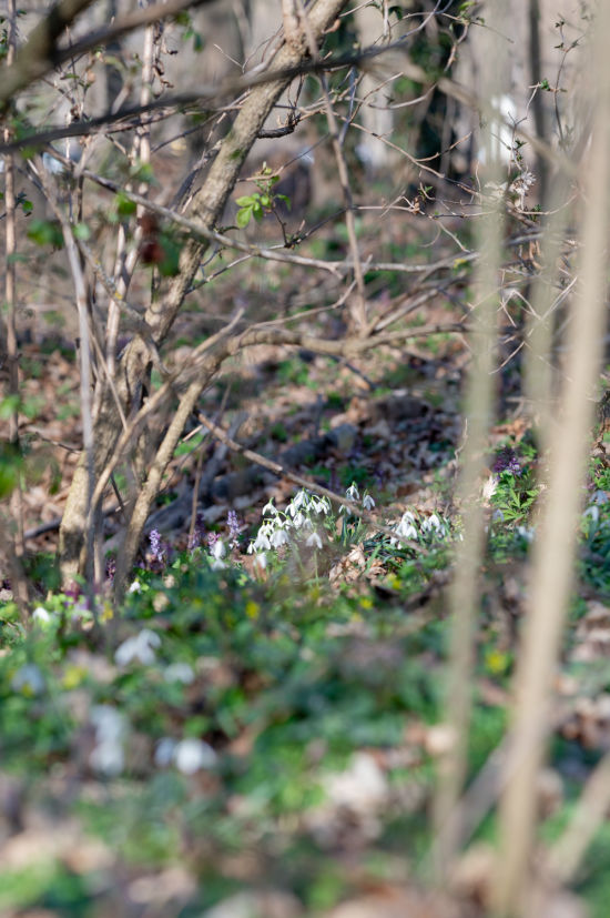 Blumen am Naturlehrpfad Katzelsdorf