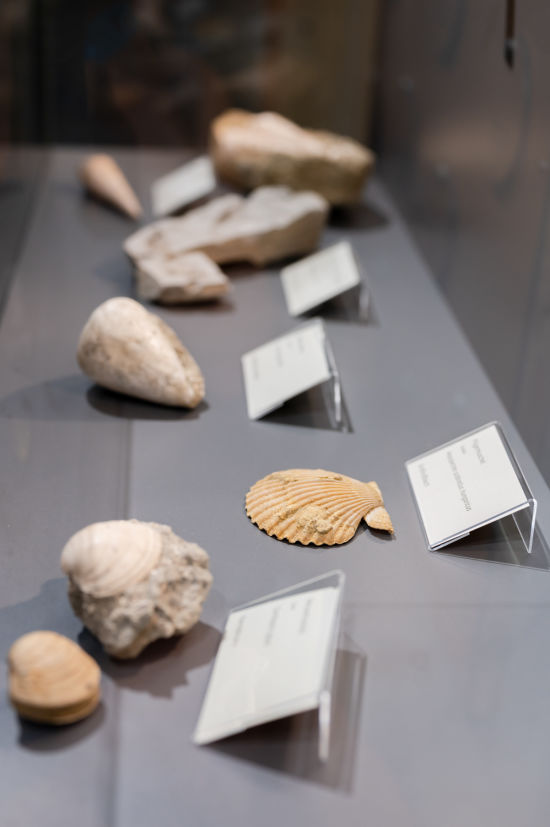 Ausstellungsstücke, Fossilienwelt Weinviertel