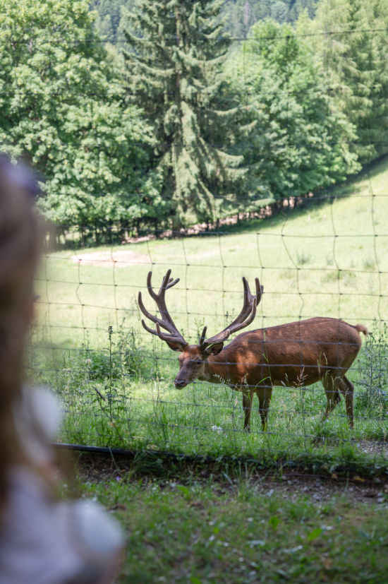 Hirsch im Waldpark Hochreiter