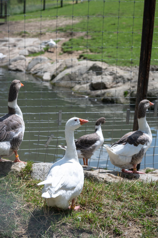 Gänse im Wildpark Hochrieß