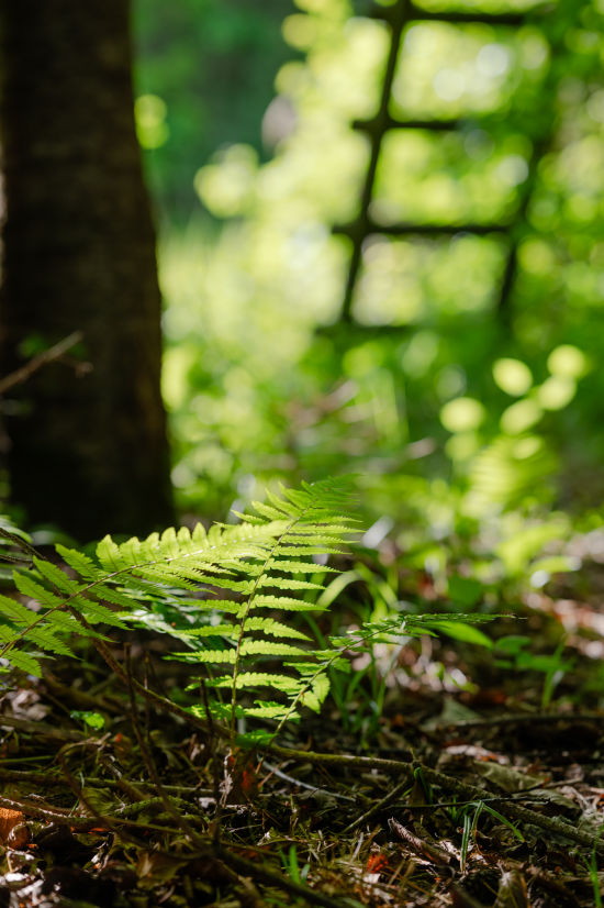 Farn im Wald bei Kobersdorf
