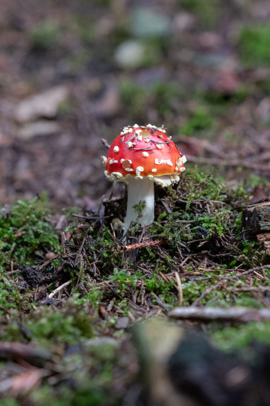 Fliegenpilz in Gschaidt