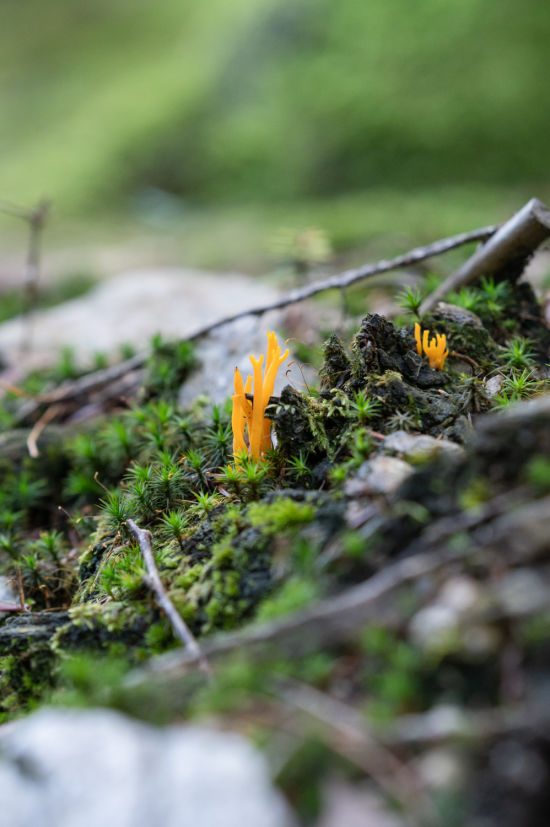 Pflanze im Wald, Gschaidt