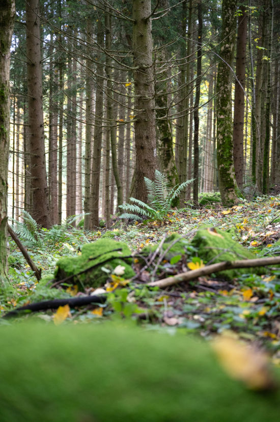 Wald am Nebelstein, Waldviertel, Moorbad Harbach