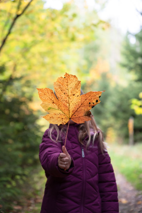 Kind mit Ahornblatt, Waldviertel