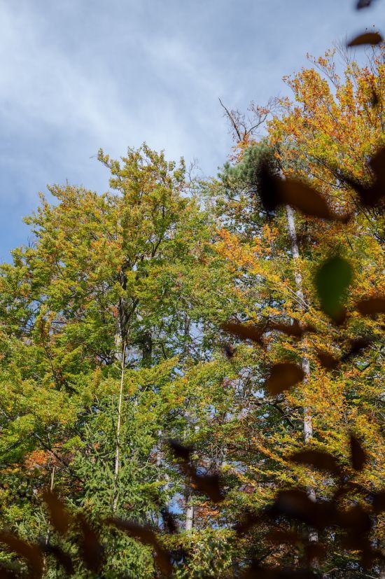 Verfärbte Laubbäume im Wald am Größenberg bei Bad Fischau