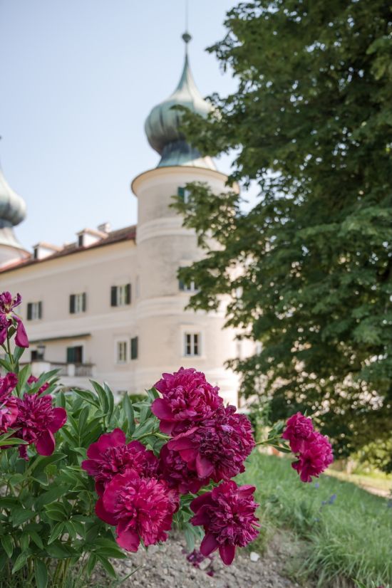 Pfingstrosen in Schloss Artstetten
