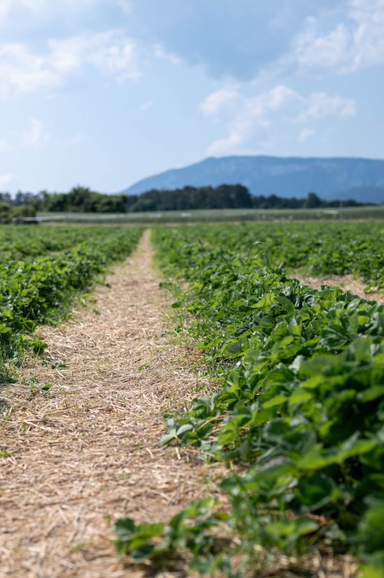Erdbeerfeld in St. Egyden, Steinfelder Erdbeeren