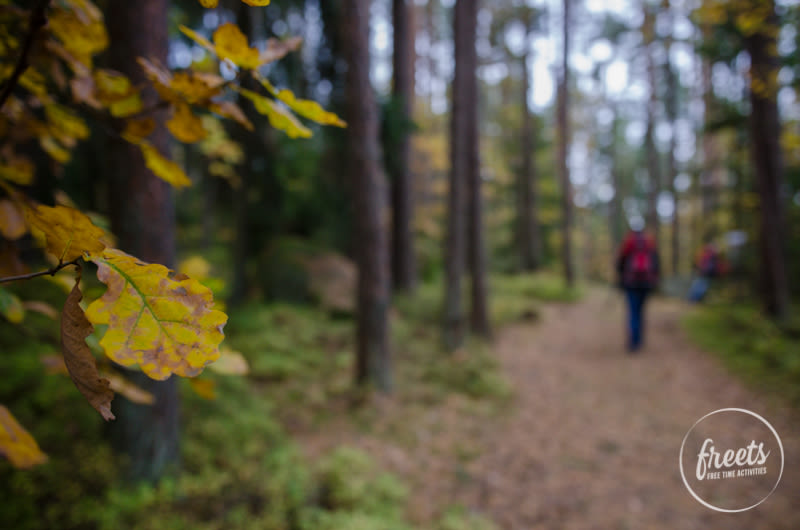 Wald in der Blockheide Gmünd im Herbst