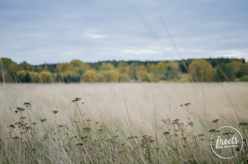 Gräser, Blockheide Gmünd