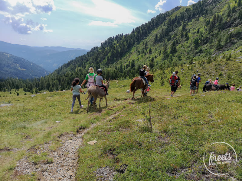 Wandern mit Ponys und Eseln in der Bergwelt am Falkert.
