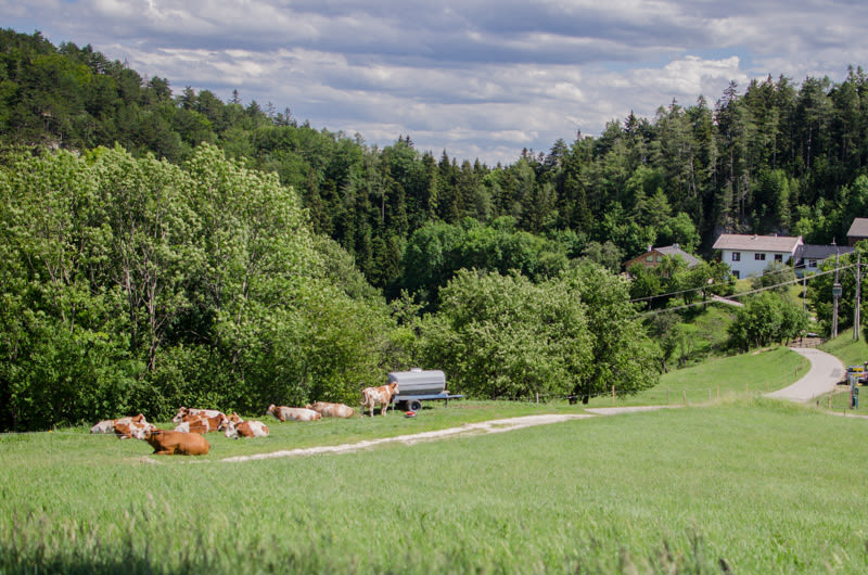 Gutenmann Blick zum Mostheurigen Steurer, Mostrunde