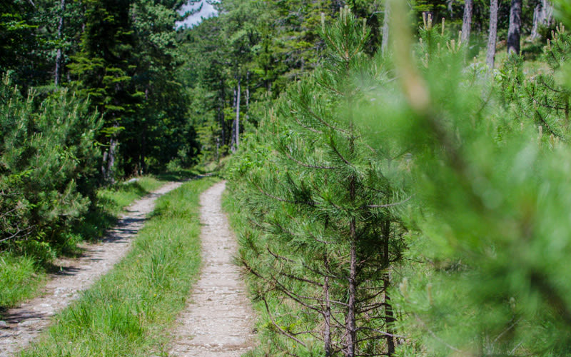 Waldweg auf der Most Steurer Runde am Gutenmann