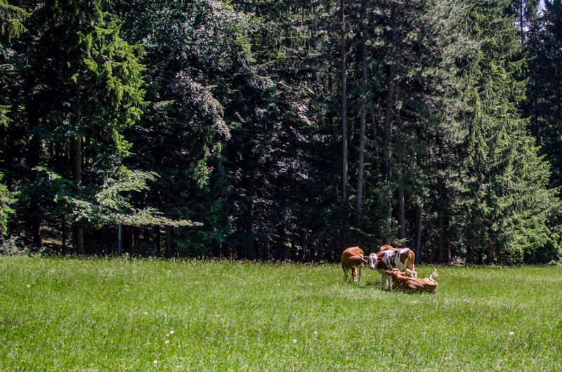 Kühe auf einer Wiese im Wald, Gutenmann Most Runde