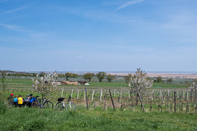 Kirschblütenradweg Neusiedlersee