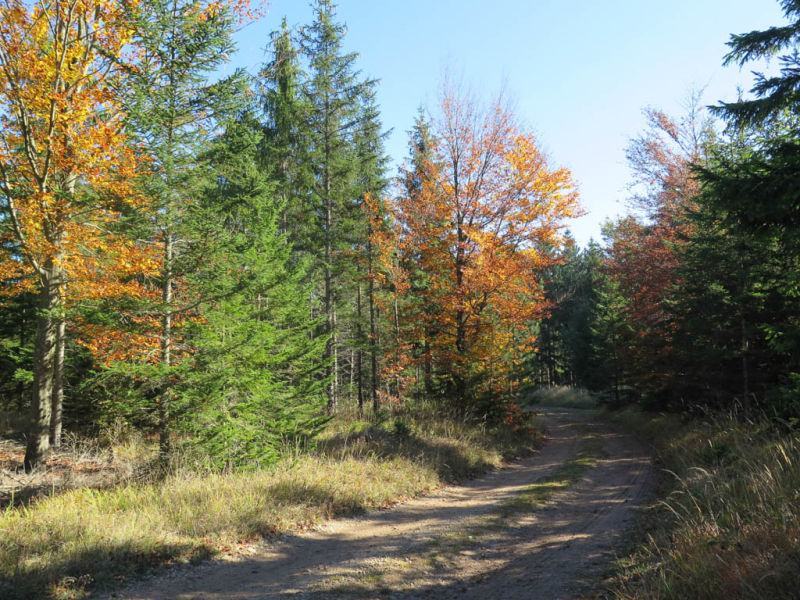 Herbstwald bei der Klammrund