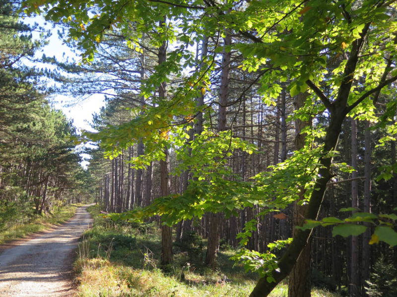 Waldweg zur Klammrunde von der WellnessWelt Würflach