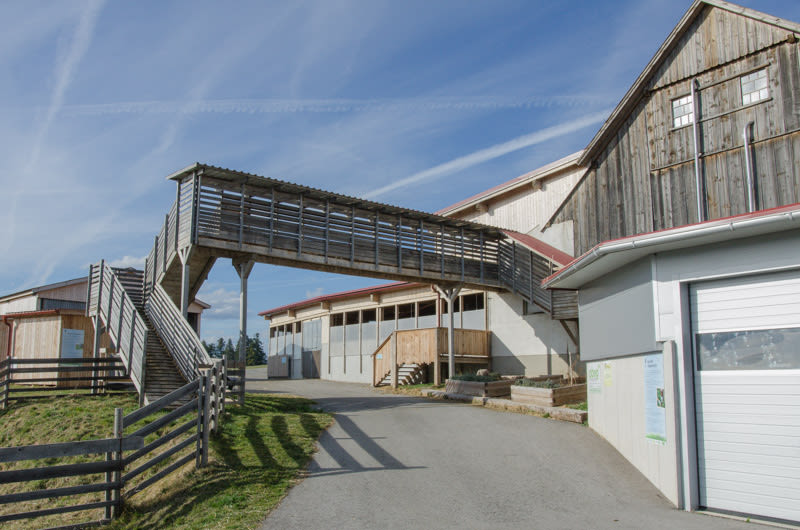 Mandl's Ziegenhof, Brücke für ZIegen
