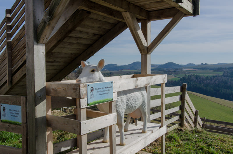 Melkziege am Ziegenhof in der Buckligen Welt