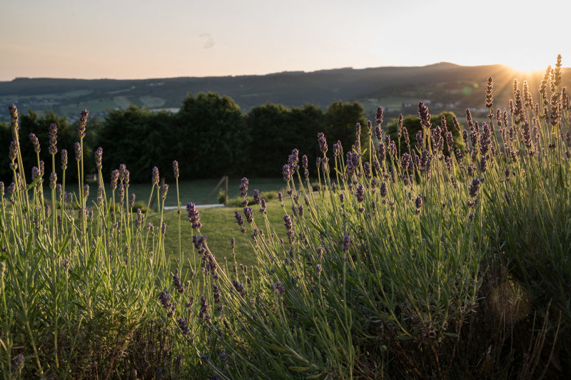 Sonnenuntergang im Pfarrgarten der Basilika Maria Taferl