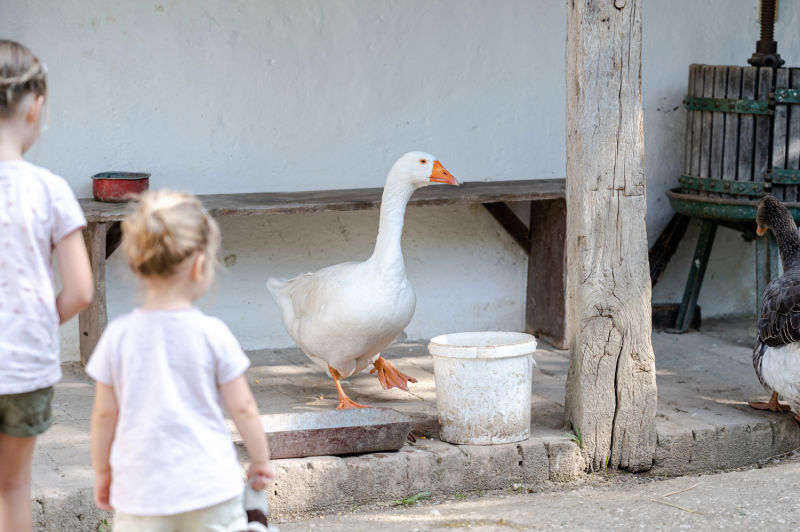 Gänse im Museumsdorf Niedersulz
