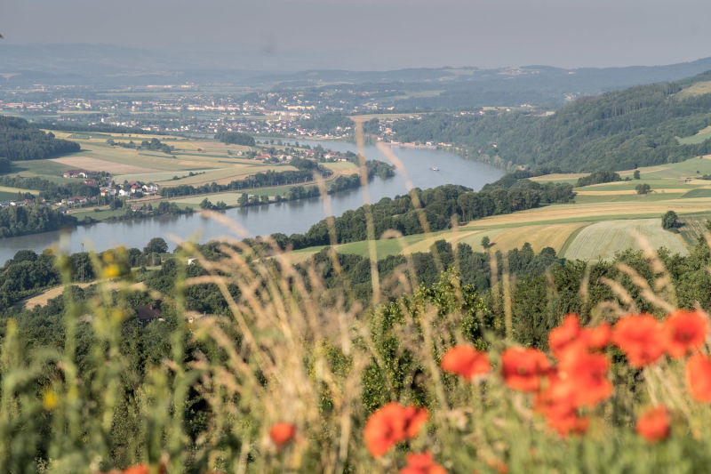 Maria Taferl, Blick auf die Donau mit Mohnblumen