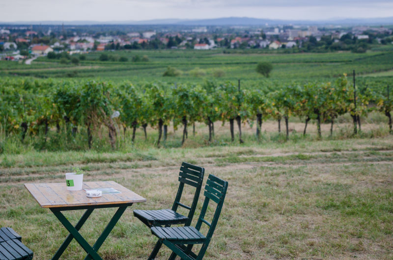 Tisch in den Weinbergen bei Baden, Genussmeile