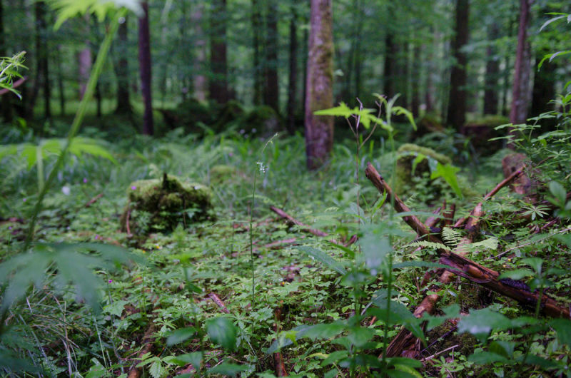 Wald um den Vorderen Langbathsee