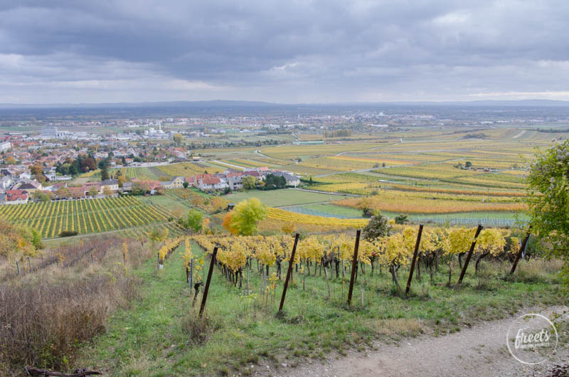 Blick vom Weinwanderweg Gumpoldskirchen über die Region