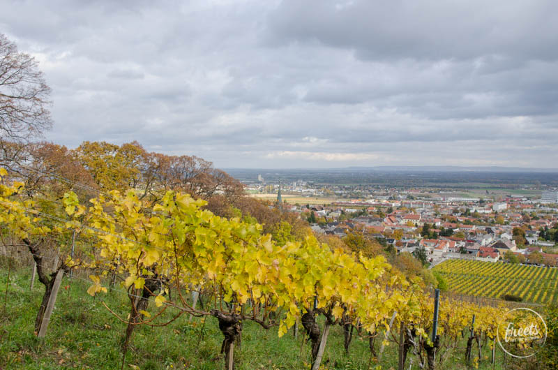 Weinstöcke vor Gumpoldskirchen