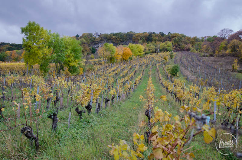 Weinberge am Weinwanderweg Gumpoldskirchen