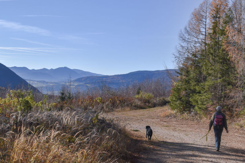Wanderer mit Hund am Dürrnberg, Wanderweg bei Würflach