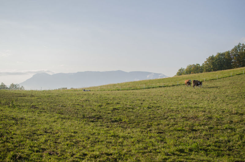 Kühe am Rundwanderweg bei Prigglitz, Auf der Wiese