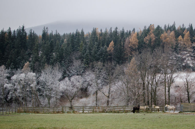 Frost in Puchberg am Schneeberg, Pferde vor Wald