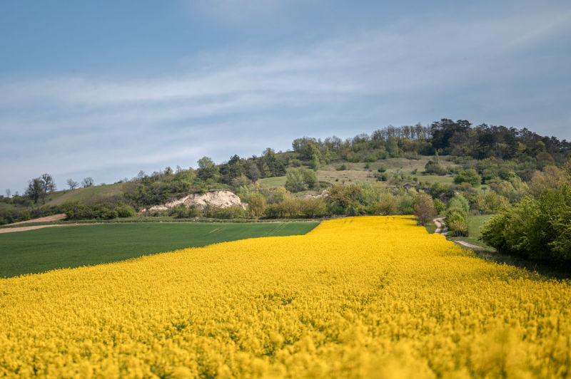 Rundwanderung Teichwiese Rohrbach