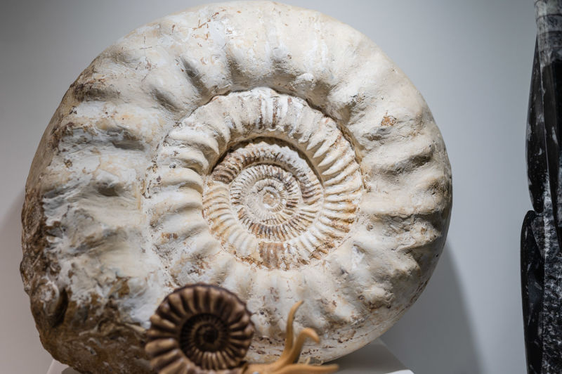 Ökopark Hartberg, Fossilie
