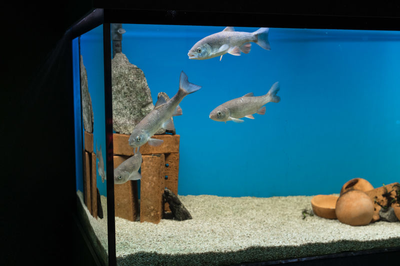 Aquarium mit Fische im UnterWasserReich Schrems, Innen