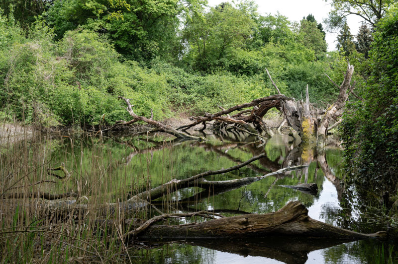 Aulandschaft, schlossORTH Aulandschaft, umgestürzter Baum auf der Schlossinsel in schlossORTH