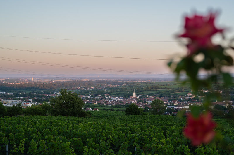Blick auf Langenlois von den Hängematten aus