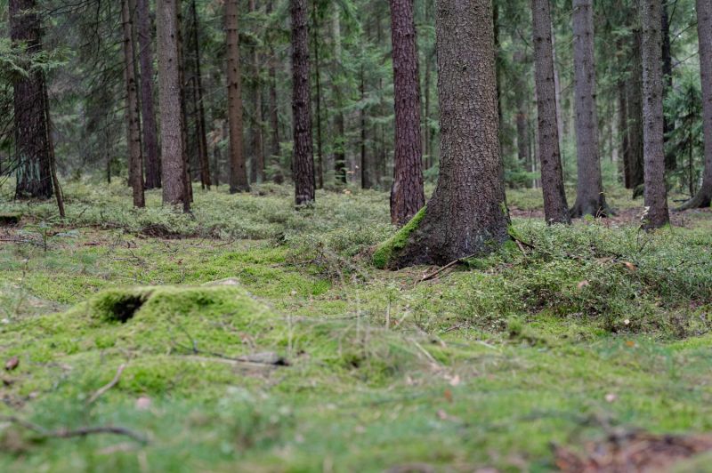 Wald rund ums Heidenreichsteiner Moor, Waldviertel